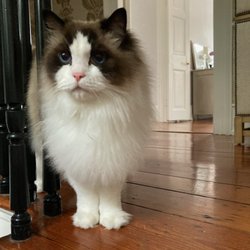 Coastal Cat Care - Charleston