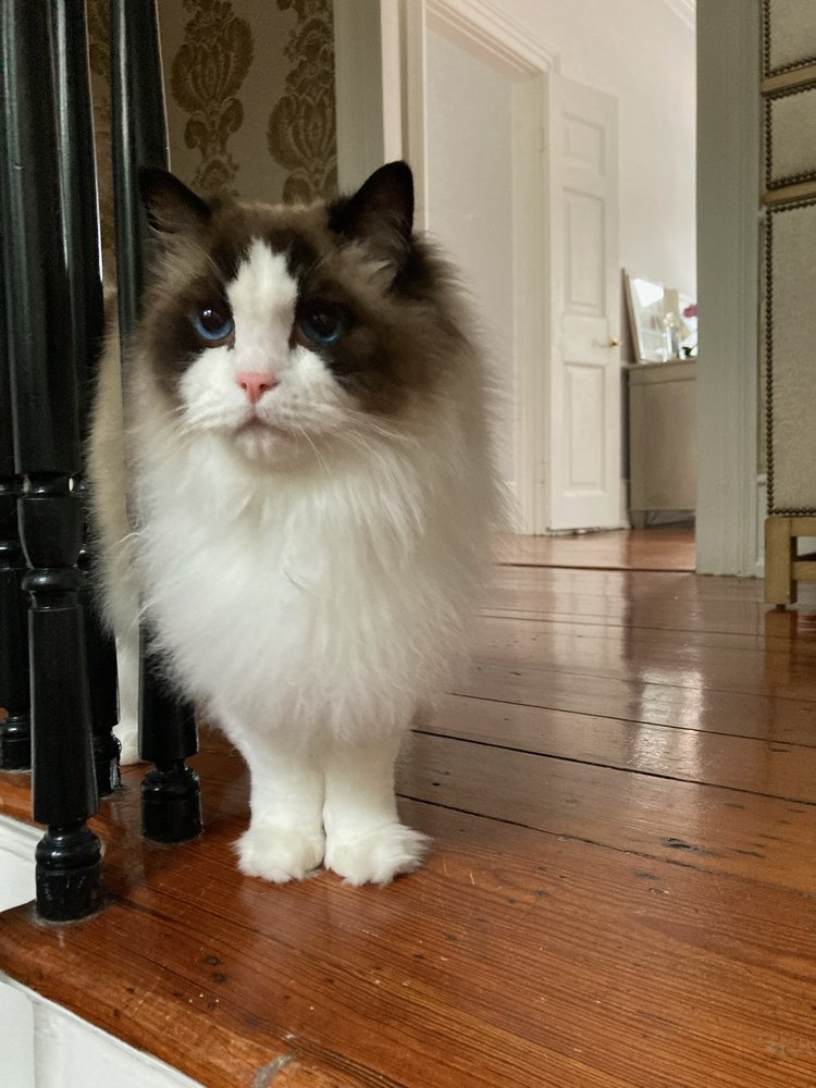 Coastal Cat Care - Charleston - pet boarding facility in Charleston, SC