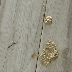 Chasewood Animal Hospital - Cat vomit