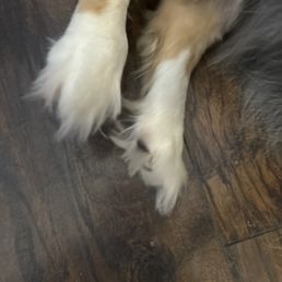 Didn't even care enough to ask if she needs a paw trim, you blind?