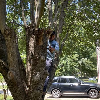 Monkey Tree Service - Treat the damaged area at a tree - Tree Services Near Me Monkey Tree Service - Treat the damaged area at a tree - Tree Services Near Me