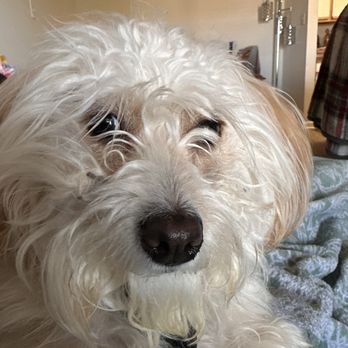 Petco - Before groom - Pet Stores Near Me - Plano, Texas