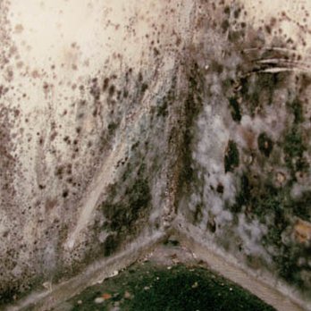 Proper Restoration - Mold in a home - Damage Restoration Near Me - Los Angeles, California