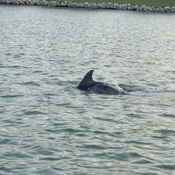 Dolphin Discoveries - Boat Tours Near Me - Hilton Head Island, South Carolina Dolphin Discoveries - Boat Tours Near Me - Hilton Head Island, South Carolina