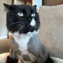 Photo of Cats Play While You're Away