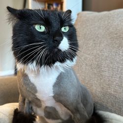 Cats Play While You're Away - Lion haircut