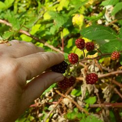 Springwater Trail - Last of the blackberries