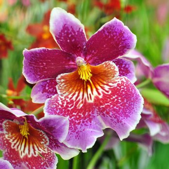 Orchids In The Park - Odontonia Papageno ‘Lavender Lady' http://www.orchidsanfrancisco.org/orchid-events/orchids-in-the-park/ - Festivals Near Me - San Francisco, California Orchids In The Park - Odontonia Papageno ‘Lavender Lady' http://www.orchidsanfrancisco.org/orchid-events/orchids-in-the-park/ - Festivals Near Me - San Francisco, California