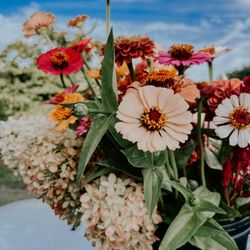 Wild Blooms Studio