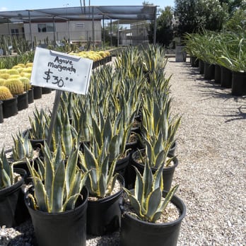 Old Pueblo Cactus - This picture was taken in July of 2009. - Nurseries & Gardening Near Me - Tucson, Arizona