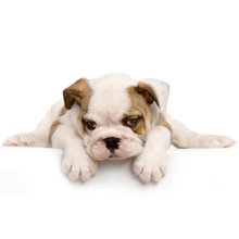 Best In Show Boarding - pet boarding facility in Anchorage, AK