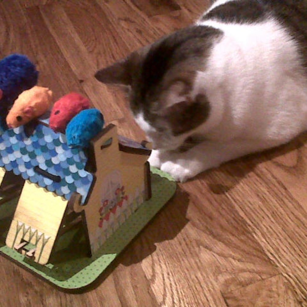 Playing with her Mouse House! Playing with her Mouse House!