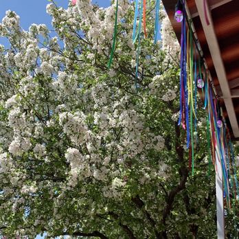 Mi Mexico - Flowering tree next to the patio. - Mexican Near Me - Clive, Iowa Mi Mexico - Flowering tree next to the patio. - Mexican Near Me - Clive, Iowa