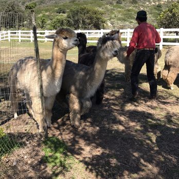 Canzelle Alpacas - Down on the farm. - Farms Near Me - Carpinteria, California