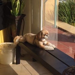 Clean Bee Cleaners - Cute greeter who never barks!