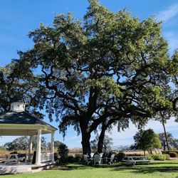 Peachy Canyon Winery - Pretty
