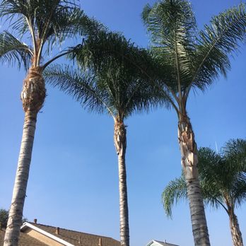 Hala's Tree Care - Tree Services Near Me - Whittier, California