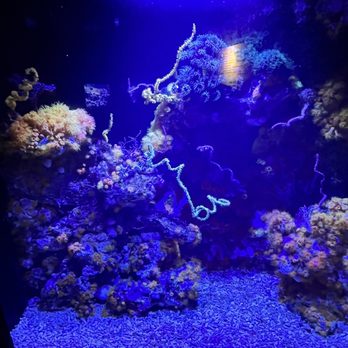 Seattle Aquarium - Cool corals - Aquariums Near Me - Seattle, Washington