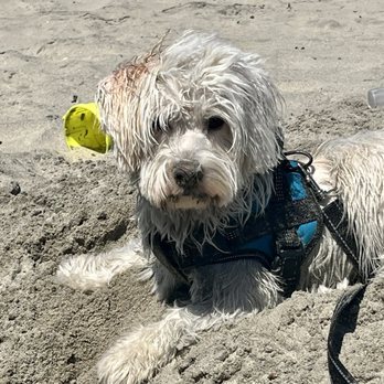Rosie's Dog Beach - Teddy - Dog Parks Near Me - Long Beach, California Rosie's Dog Beach - Teddy - Dog Parks Near Me - Long Beach, California