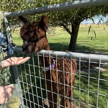 Crescent Moon Ranch - Feeding an alpaca - Ranches Near Me - Terrebonne, Oregon Crescent Moon Ranch - Feeding an alpaca - Ranches Near Me - Terrebonne, Oregon