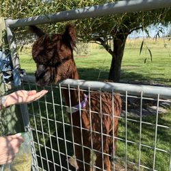 Crescent Moon Ranch - Feeding an alpaca