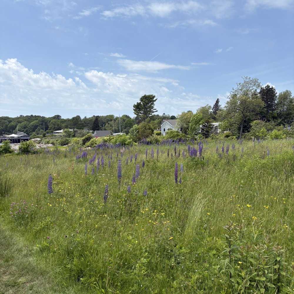 Ulin Point And Lupine Field - Parks Near Me - Bristol, Maine Ulin Point And Lupine Field - Parks Near Me - Bristol, Maine