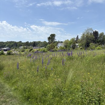 Ulin Point And Lupine Field - Parks Near Me - Bristol, Maine Ulin Point And Lupine Field - Parks Near Me - Bristol, Maine