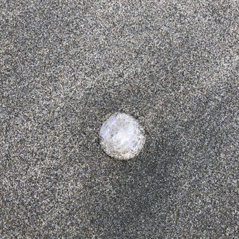 Ocean Beach - Watch out for Jelly Fish on the beach. - Parks Near Me - San Francisco, California Ocean Beach - Watch out for Jelly Fish on the beach. - Parks Near Me - San Francisco, California