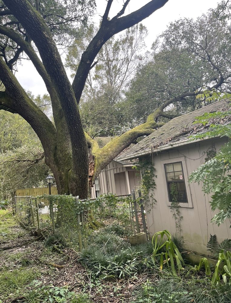 Brothers Tree Service - tree service in Baton Rouge, LA