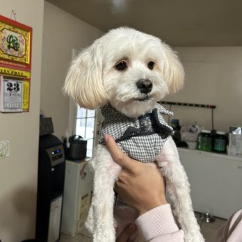 Shaggy2swaggypets - Pet Groomers Near Me - Riverside, California Shaggy2swaggypets - Pet Groomers Near Me - Riverside, California