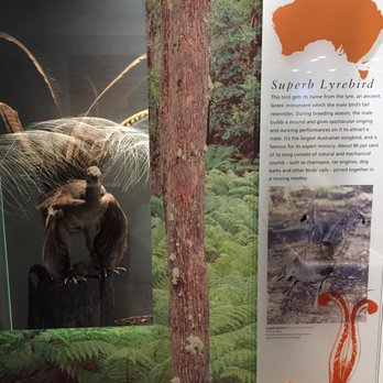 Australian Museum - Museums Near Me - Sydney, NSW Australian Museum - Museums Near Me - Sydney, NSW
