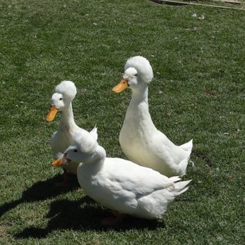 Seein' Spots Farm - These guys have the best hairdos - Animal Shelters Near Me - Solvang, California Seein' Spots Farm - These guys have the best hairdos - Animal Shelters Near Me - Solvang, California