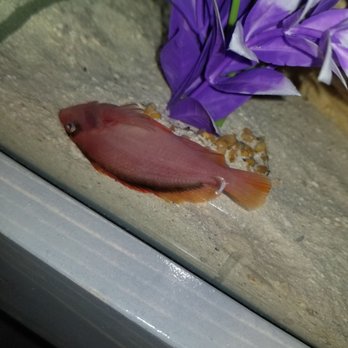 Always Clean Aquarium Maintenance - Red flame hawk which he returned - Aquarium Services Near Me