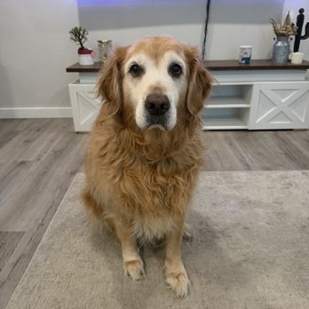 Eagle Mobile Pet Grooming - Baileys Before Photo shoot - Pet Groomers Near Me