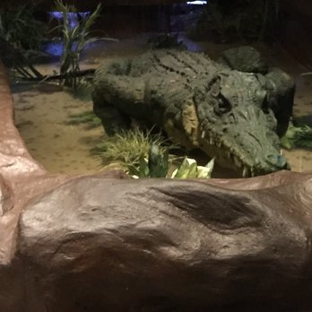 Rainforest Cafe - Cafes Near Me - Niagara Falls, New York