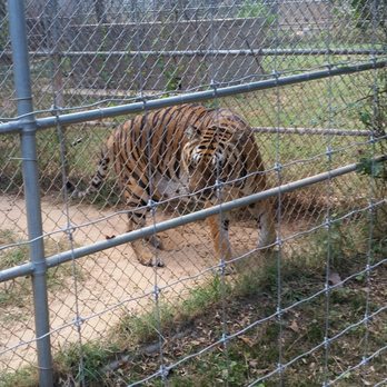Tiger Creek Animal Sanctuary - Ishon - Community Service/Non-Profit Near Me - Tyler, Texas