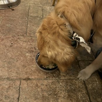 India Restaurant - Auggie eating his chicken and rice - Indian Near Me - Providence, Rhode Island India Restaurant - Auggie eating his chicken and rice - Indian Near Me - Providence, Rhode Island