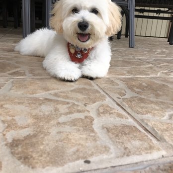 Ultimate Pet Spa - Pet Groomers Near Me - Pasadena, Texas Ultimate Pet Spa - Pet Groomers Near Me - Pasadena, Texas