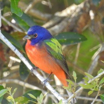 Pasco County of - Painted Bunting - Parks Near Me - Dade City, Florida Pasco County of - Painted Bunting - Parks Near Me - Dade City, Florida
