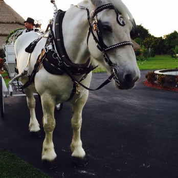 Longan's Place - My cousins horse! - Venues & Event Spaces Near Me - Miami, Florida