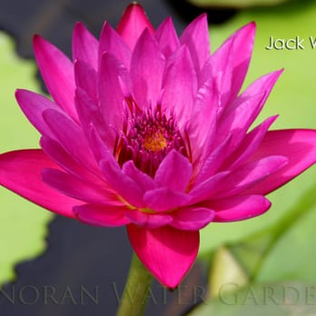 Sonoran Water Gardens - 'Jack Wood' Red Tropical Waterlily (Day Blooming) - Nurseries & Gardening Near Me - Eloy, Arizona Sonoran Water Gardens - 'Jack Wood' Red Tropical Waterlily (Day Blooming) - Nurseries & Gardening Near Me - Eloy, Arizona