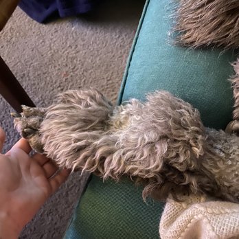 Petco - Section of hair cut out for no reason - Pet Training Near Me - Denver, Colorado