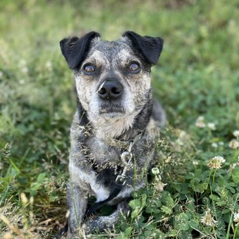 Tails & Trails - Max a million on Bull Mountain! - Pet Sitting Near Me Tails & Trails - Max a million on Bull Mountain! - Pet Sitting Near Me