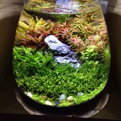 Aqua Bonsai
