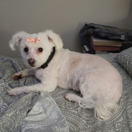 my dog, Lucy after her spa day!