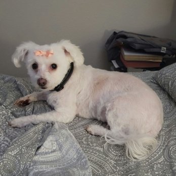 Kim's Passion For Paws - my dog, Lucy after her spa day! - Pet Groomers Near Me - Las Vegas, Nevada