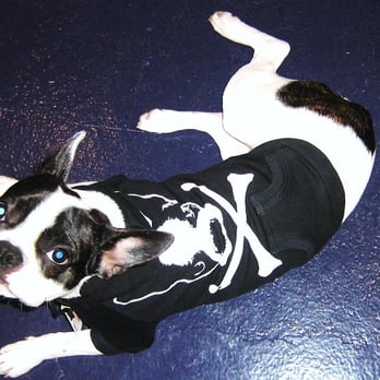 For Paws - Darcy modeling the toughest hoodie around - Pet Stores Near Me - Portland, Oregon