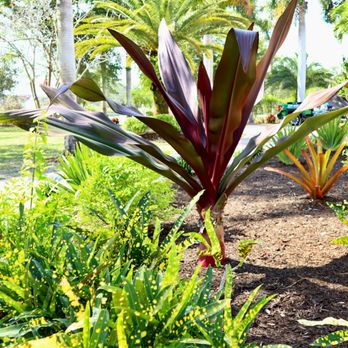 Peer Landscaping - Flowers landscape design in Fort Myers by Peer Landscaping. Install services also available. - Landscaping Near Me - Fort Myers, Florida Peer Landscaping - Flowers landscape design in Fort Myers by Peer Landscaping. Install services also available. - Landscaping Near Me - Fort Myers, Florida