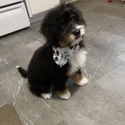 Bow-Wow Boutique