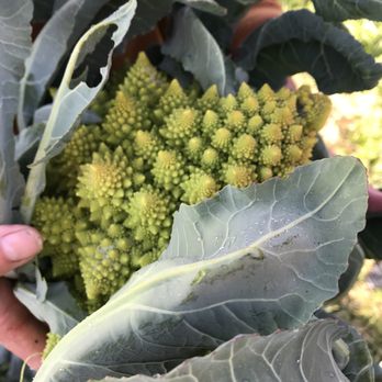 SingleThread Restaurant & Inn - Romanesco Broccoli from Single Thread Farm. - New American Near Me - Healdsburg, California SingleThread Restaurant & Inn - Romanesco Broccoli from Single Thread Farm. - New American Near Me - Healdsburg, California